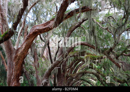 LIVE OAKS QUERCUS VIRGINIANA e muschio Spagnolo TILLANDSIA USNEOIDES dalla strada principale a Cumberland Island GEORGIA USA Foto Stock