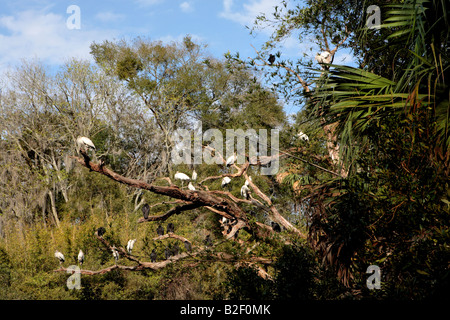 WOODSTORKS ROSEATE spatole e Turchia avvoltoi condividendo un albero di stagno nei pressi di Prugna frutteto di Cumberland Island National Sea Foto Stock