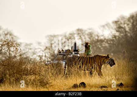 La fauna selvatica fotografi di scattare una foto di una tigre attraversando a piedi il golden erba in Ranthambhore Foto Stock
