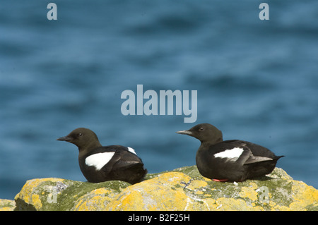 Black Guillemot Cepphus grylle coppia adagiata sul ciglio della scogliera Mousa Isole Shetland Scozia UK Europa Giugno Foto Stock