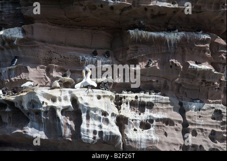 Northern Gannet Morus bassanus adulto coppia al nido comportamento di adesione vista generale sabbia scogliera di pietra Noss Isole Shetland REGNO UNITO Foto Stock