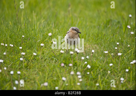 Culbianco Oenanthe oenanthe femmina adulta tornando al nido con cibo Sumburgh Isole Shetland Scozia UK Europa Giugno Foto Stock