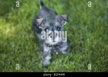 Miniatura adorabile cucciolo Schnauzer all'aperto nell'erba verde Foto Stock