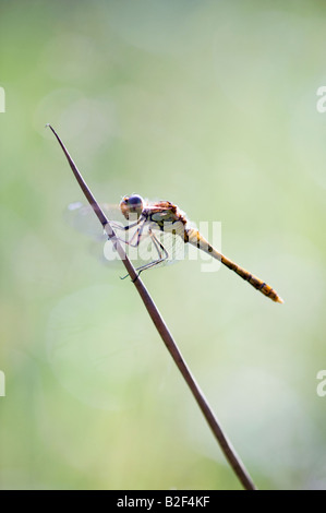 Sympetrum striolatum. Common darter dragonfly seduto su una canna retroilluminato dalla luce del mattino Foto Stock
