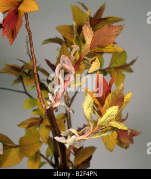 Oidio Podosphaera clandestina su Spiraea japonica Goldflame lascia Foto Stock