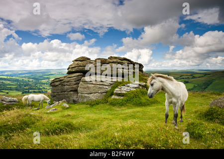Pony pascolano in estate sole accanto Chinkwell Tor nel Parco Nazionale di Dartmoor Devon England Foto Stock