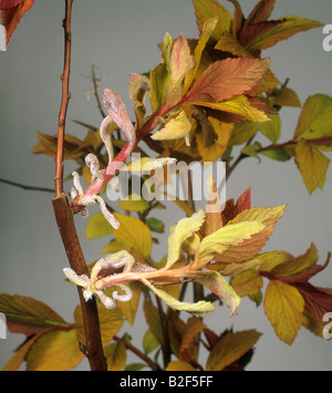 Oidio Podosphaera clandestina su Spiraea japonica Goldflame lascia Foto Stock