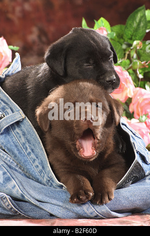 Due Labrador Retriever cuccioli in jeans Foto Stock
