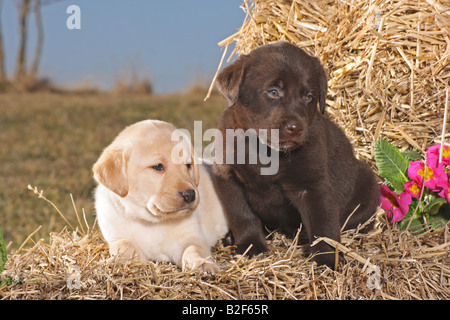 Due Labrador Retriever cuccioli - che giace sulla paglia Foto Stock