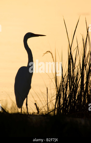 Airone bianco maggiore (Ardea alba) profilarsi a sunrise Florida Foto Stock