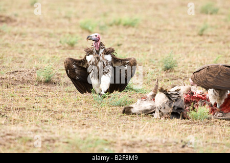 Falda di fronte Nubian Vulture (Torgos tracheliotus) chiusura in un ucciso Masai mucca, ali stese Foto Stock