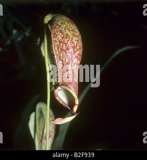 Nepenthes coccinea / Nepenthes coccinea Foto Stock