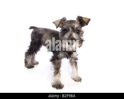 Miniatura adorabile cucciolo Schnauzer isolati su sfondo bianco Foto Stock