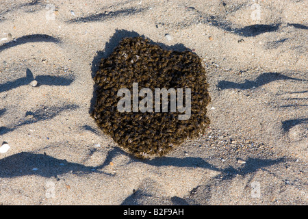 Api mellifere sciamare su una spiaggia, Bretagna Francia, Europa Foto Stock