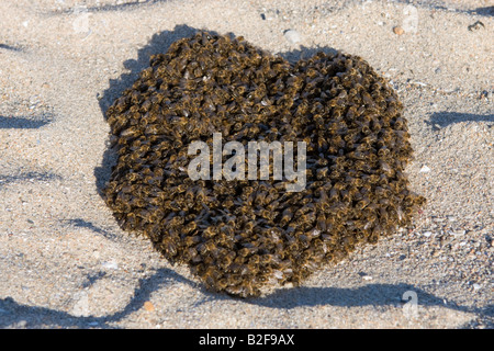 Api mellifere sciamare su una spiaggia, Bretagna Francia, Europa Foto Stock