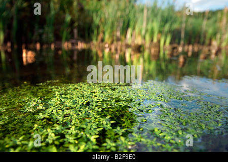 Erbaccia di acqua sulla superficie del piccolo laghetto molte foglie verdi e reed Foto Stock