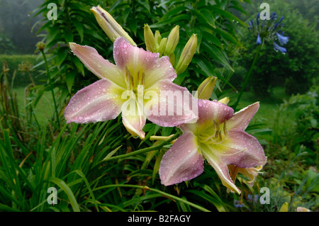 Una rosa gialla giglio di giorno Hemerocallis sp fiore con gocce di pioggia Foto Stock