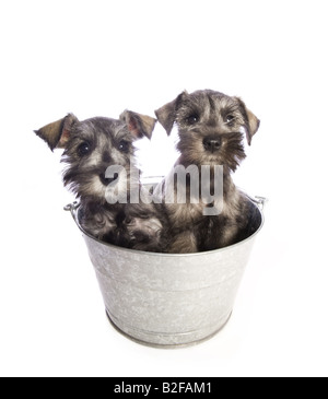 Due adorabili miniatura Schnauzer cuccioli in attesa per il bagno nella vasca di lavaggio isolata su sfondo bianco Foto Stock