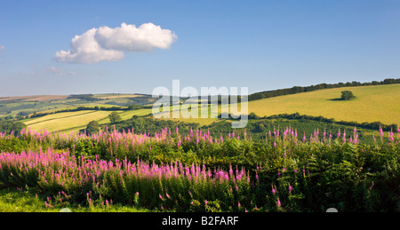 Estate fiori selvaggi vicino Luxborough nel Parco Nazionale di Exmoor Somerset Inghilterra Foto Stock