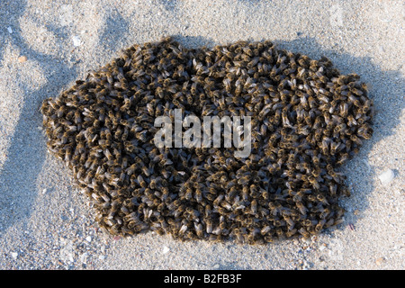 Api mellifere sciamare su una spiaggia, Bretagna Francia, Europa Foto Stock