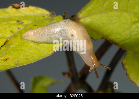 Un pallido leggermente marcata variazione del campo grigio slug Deroceras reticulatum su runner foglia di fagiolo Foto Stock