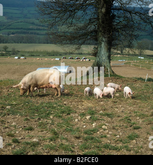 Large White X specie seminare con Duroc X suinetti su outdoor farm sito di Allevamento Devon Foto Stock