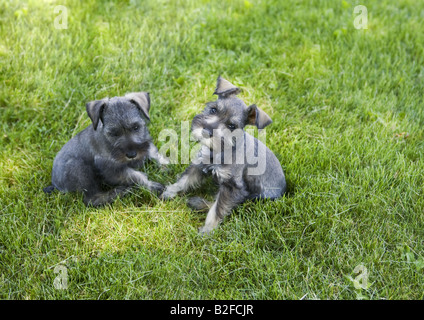 Due adorabili miniatura Schnauzer cuccioli all'aperto nell'erba verde Foto Stock