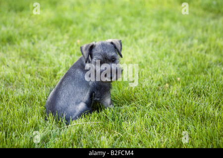 Miniatura adorabile cucciolo Schnauzer all'aperto nell'erba verde Foto Stock