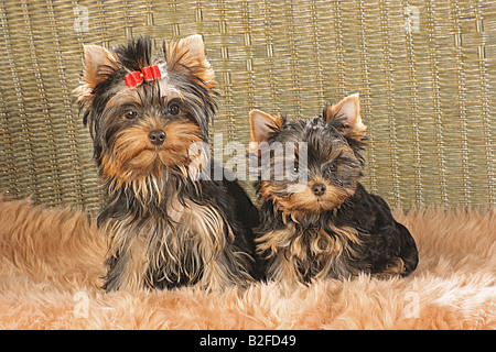 Due giovani Yorkshire Terrier - seduta Foto Stock