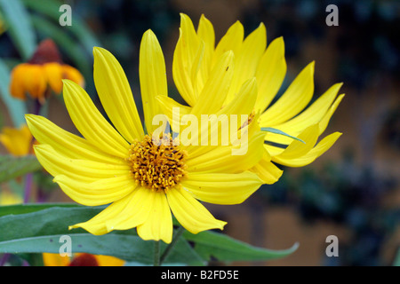 HELIANTHUS MAXIMILIANI Foto Stock