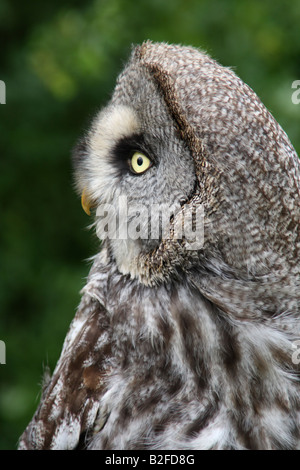 Grande gufo grigio, Strix nebulosa Foto Stock