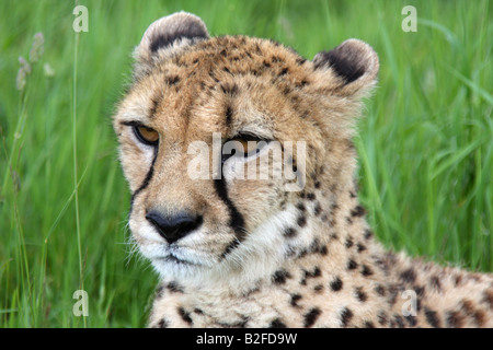 Cheetah, Acinonyx jubatus, close up della testa Foto Stock