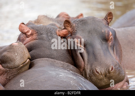 Ippopotami Hippopotamus amphibius appoggiato Serengeti Tanzania Foto Stock