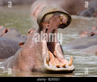 Hippo sbadigli Hippopotamus amphibius Serengeti Tanzania Foto Stock