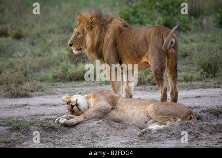 Il corteggiamento Lions Panthera leo Ndutu Serengeti Tanzania Foto Stock