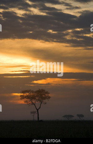 Tramonto sul Serengeti Seronera regione Tanzania Foto Stock