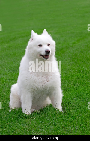 Carino samoiedo dog sitter piuttosto Foto Stock