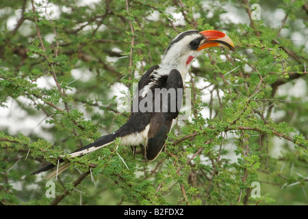 Von der Decken's Hornbill (Tockus deckeni) Foto Stock