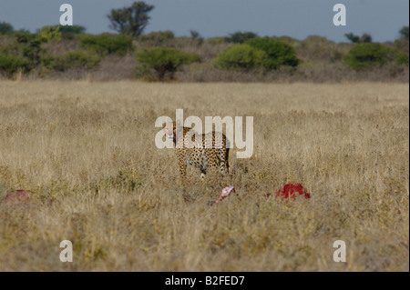 Cheetah con kill in una savana paesaggio Foto Stock