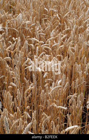 In inverno il raccolto di grano pronto per la MIETITURA Foto Stock