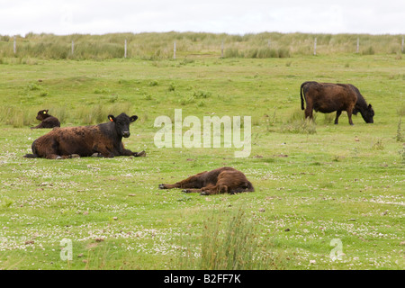 Aberdeen Angus vacche in cappotto invernale Glanton Northumberland Inghilterra Foto Stock