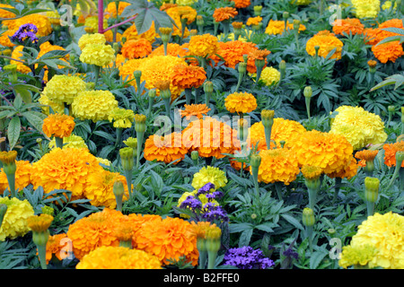 Le calendule africani utilizzati per biancheria da letto fuori Foto Stock