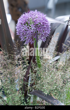 Chelsea Flower Show 2008, Allium, il velluto trapuntato Garden Designer: James Towillis, con Pietro Biggs (impianto) Foto Stock