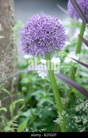 Chelsea Flower Show 2008, Allium, il velluto trapuntato Garden Designer: James Towillis, con Pietro Biggs (impianto) Foto Stock