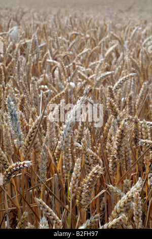 In inverno il raccolto di grano pronto per la MIETITURA Foto Stock