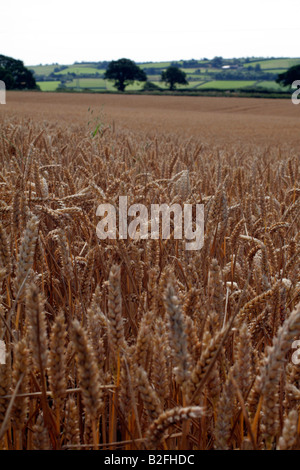 In inverno il raccolto di grano pronto per la MIETITURA Foto Stock