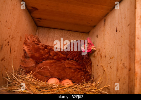 Un pollo e due uova in una coop. Foto Stock