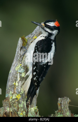 Pelosi, il picchio rosso maggiore Picoides villosus maschio Nord America orientale Foto Stock