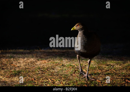 Nativo della Tasmania Hen, Gallinula mortierii Foto Stock