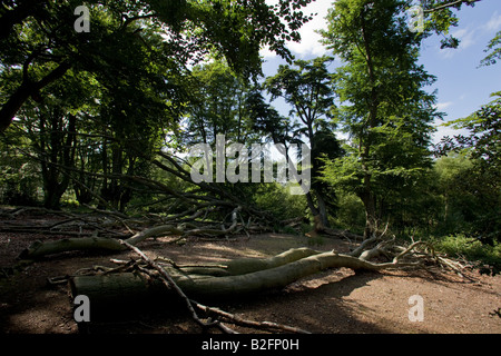 La Foresta di Epping Essex Foto Stock